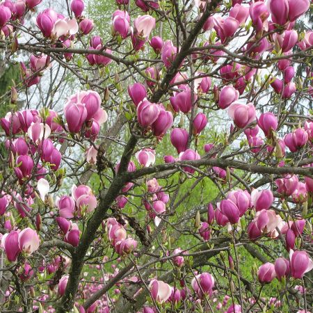 magnolie preferata